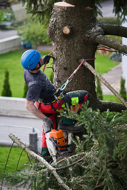 Organic Lawn Care Solutions in Kittredge, CO