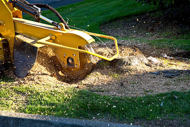 Grass Overseeding in Kittredge, CO